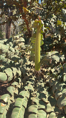 Giant Banksia