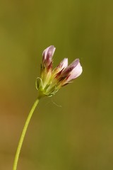 Trifolium oliganthum