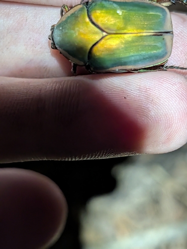 Common Green June Beetle