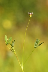 Trifolium oliganthum