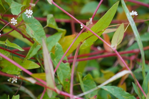 arrow-leaved tearthumb