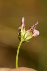 Trifolium oliganthum