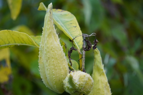 common milkweed
