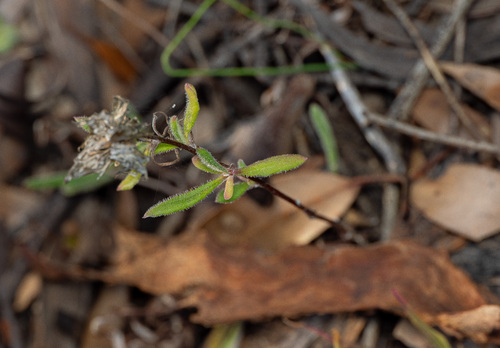 Helichrysum leucopsideum, photograph 3