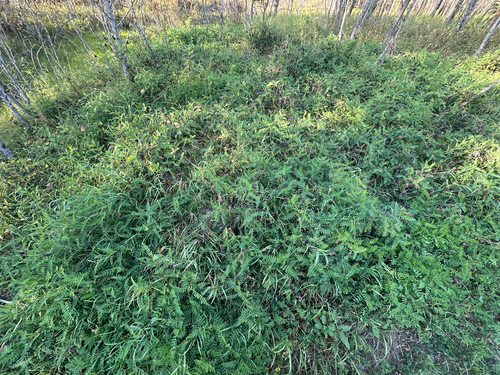 Chickpea Milkvetch