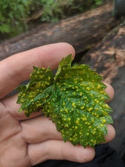 Puccinia caricina