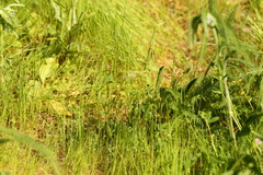 Trifolium oliganthum