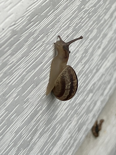 Garden Snail