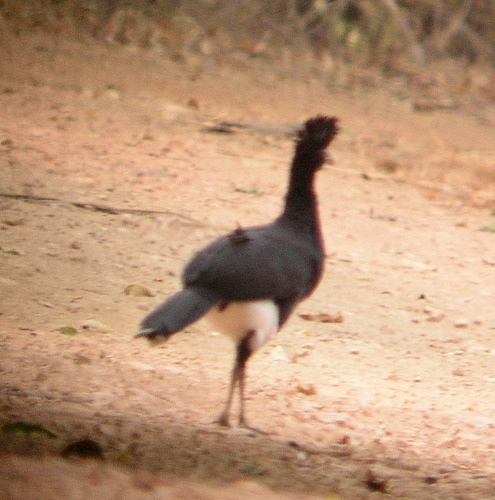 Yellow-knobbed Curassow (Crax daubentoni)