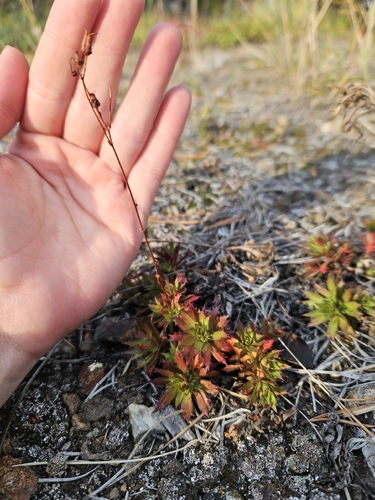 Prickly Saxifrage