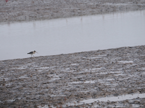 Black-tailed Godwit