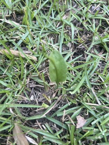 Ophioglossum petiolatum observed 2026-09-22