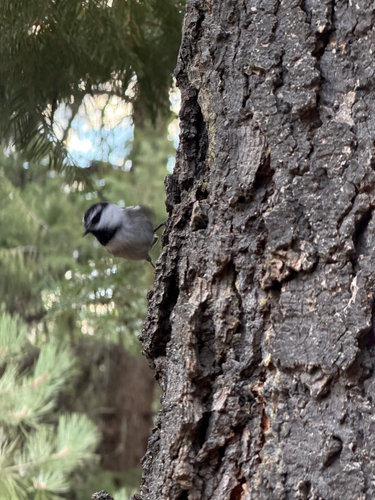 Mountain Chickadee