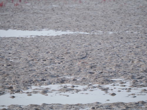 Common Redshank