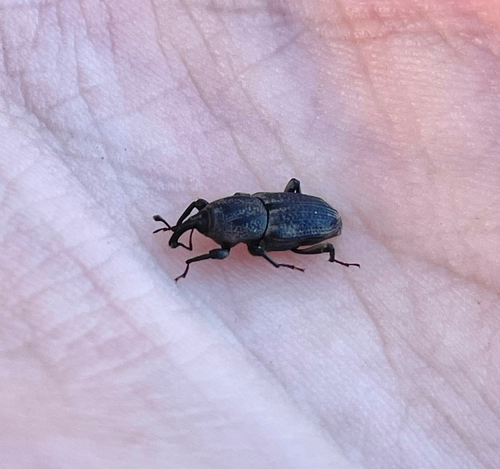 Hunting Billbug