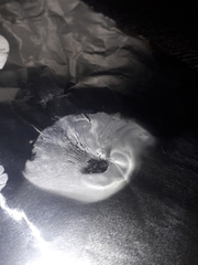 Pseudoarmillariella ectypoides