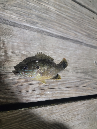 Green Sunfish