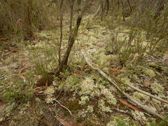 Pulchrocladia corallaizon