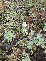 Saxifraga paniculata, photograph (c) kursic, some rights reserved (CC BY)