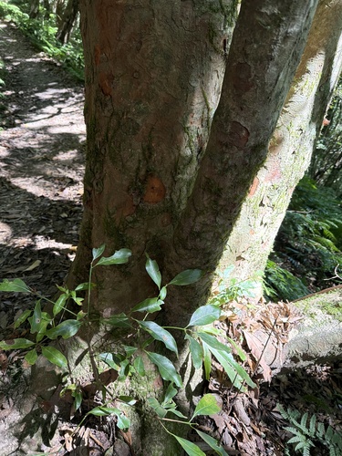 Beilschmiedia erythrophloia observed 2026-09-22
