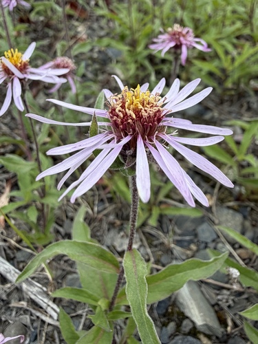 Eurybia sibirica