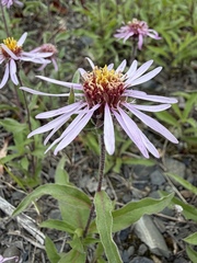 Eurybia sibirica