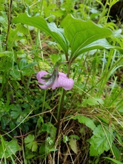 Trillium catesbaei