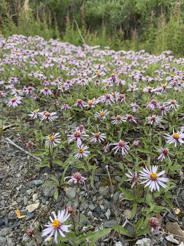 Eurybia sibirica, photograph 2