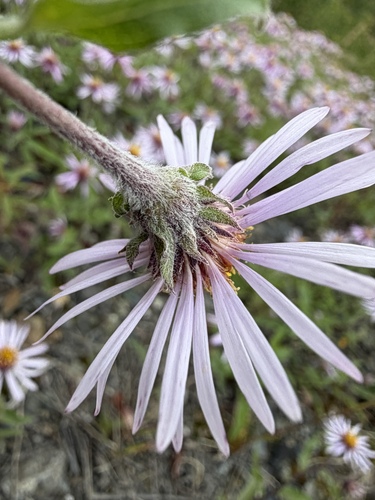 Eurybia sibirica, photograph 3