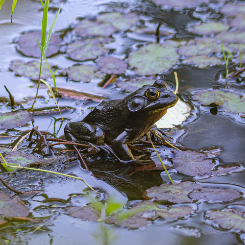 American Bullfrog