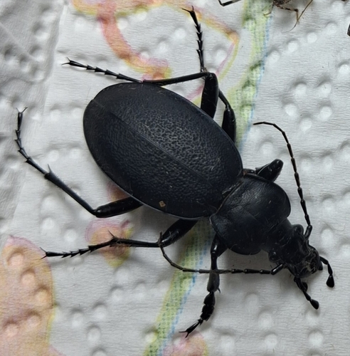 Leather Beetle