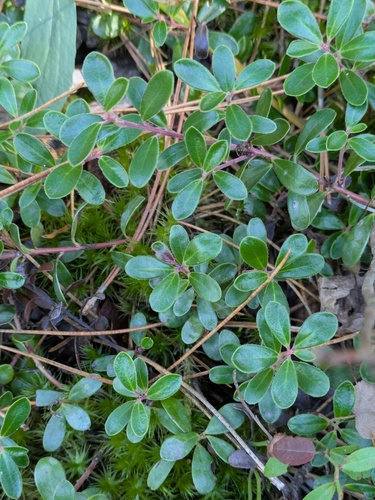 bearberry