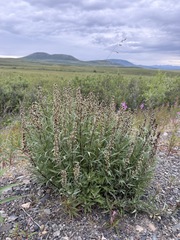 Artemisia tilesii