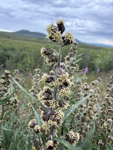Artemisia tilesii, photograph 2