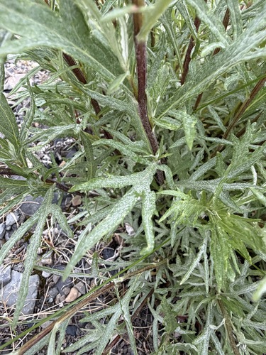 Artemisia tilesii, photograph 3