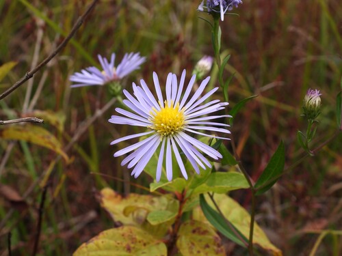 Symphyotrichum novi-belgii elodes