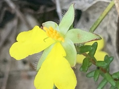 Hibbertia puberula