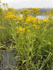 Tephroseris palustris