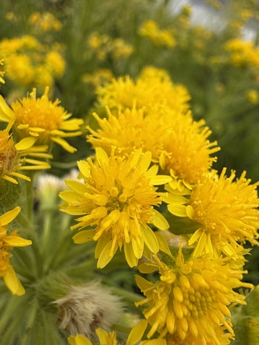 Tephroseris palustris, photograph 4