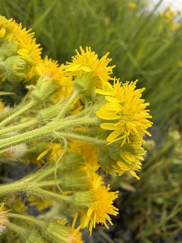 Tephroseris palustris, photograph 5