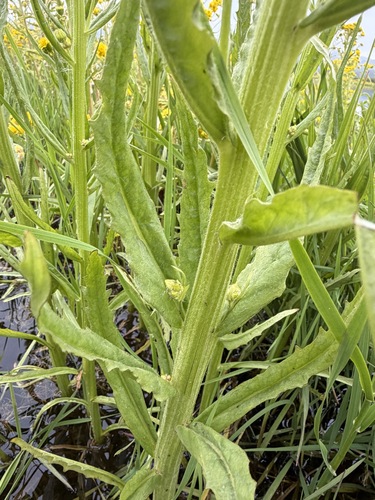 Tephroseris palustris, photograph 6
