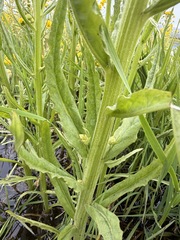 Tephroseris palustris, photograph (c) Matt Berger, some rights reserved (CC BY)