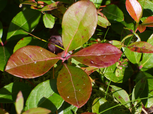 Eastern Teaberry