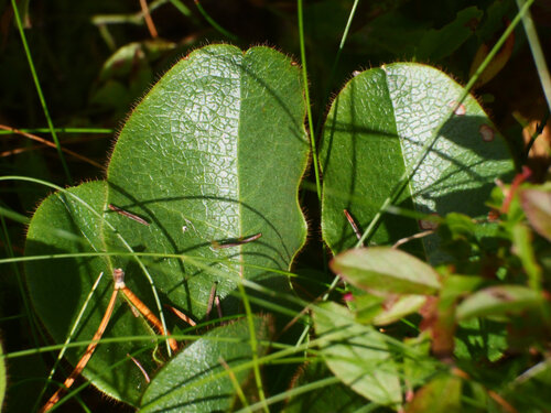 trailing arbutus