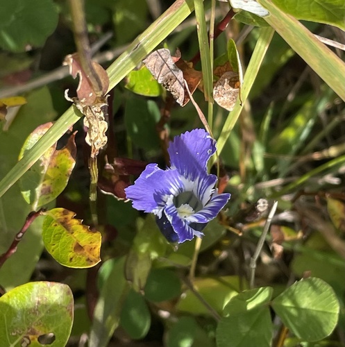 Gentianopsis thermalis observed 2026-09-21