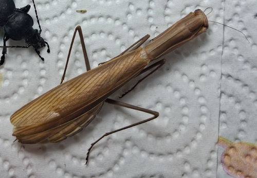 European Mantis