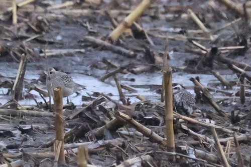 American Golden-Plover