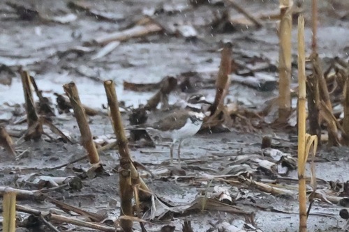 Killdeer