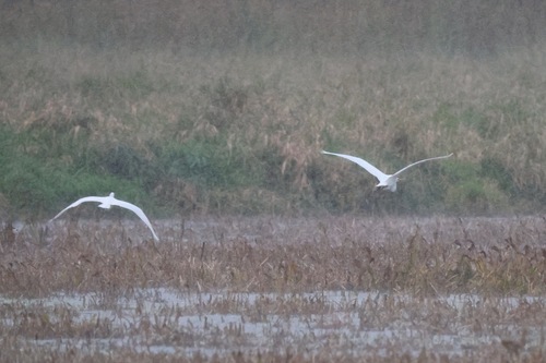 Great Egret