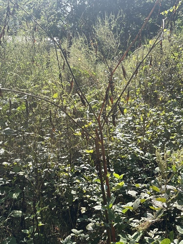 American pokeweed